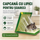 CAPCANA SOARECI